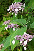 HYDRANGEA ASPERA ANTHONY BULLIVANT