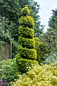 TOPIARY TAXUS BACCATA AUREA