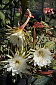 EPIPHYLLUM COOPERI