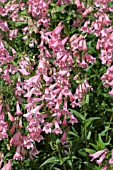 PENSTEMON MACPENNYS PINK