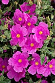 CISTUS X PULVERULENTUS SUNSET AGM