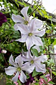 CLEMATIS WHITE PRINCE CHARLES