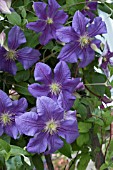 CLEMATIS PERLE DAZUR