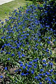 ANCHUSA LEPTOPHYLLA INCANA