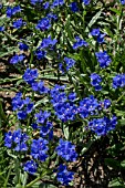 ANCHUSA LEPTOPHYLLA INCANA