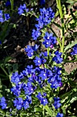 ANCHUSA LEPTOPHYLLA INCANA