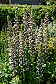 ACANTHUS MOLLIS