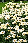 LEUCANTHEMUM BROADWAY LIGHTS PBR