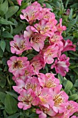 ALSTROEMERIA INTRICANCHA ROMANCE