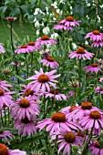 ECHINACEA PURPUREA RUBINSTERN