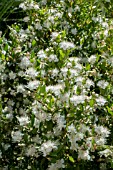 MYRTUS COMMUNIS