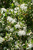 MYRTUS COMMUNIS