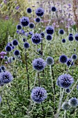 ECHINOPS RITRO VEITCHS BLUE