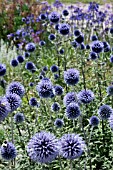 ECHINOPS RITRO VEITCHS BLUE