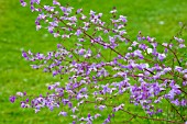 THALICTRUM DELAVAYI VAR DECORUM