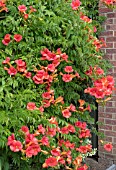 CAMPSIS RADICANS