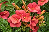 CAMPSIS RADICANS