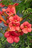 CAMPSIS RADICANS