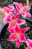 LILIUM STARBURST (SHOCKING)