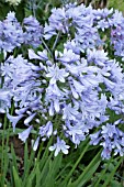 AGAPANTHUS ROTTERDAM