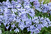 AGAPANTHUS ROTTERDAM