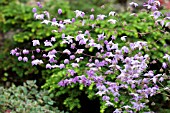 THALICTRUM DELAVAYI VAR DECORUM