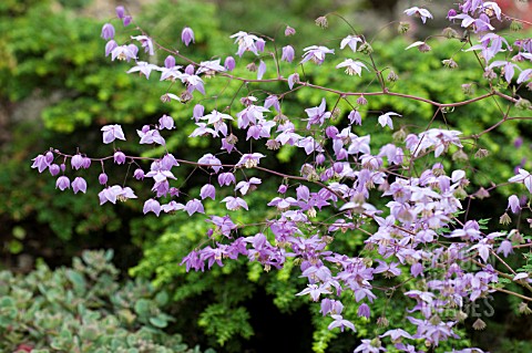 THALICTRUM_DELAVAYI_VAR_DECORUM