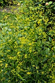 BUPLEURUM FALCATUM