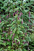 INDIGOFERA PENDULA