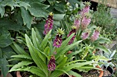 EUCOMIS LEIA HYBRIDS