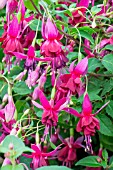 FUCHSIA ‘DOROTHY HANLEY’