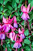 FUCHSIA ‘SHOW OFF’