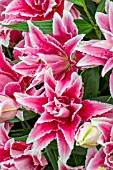 LILIUM ‘ROSELILY THALITA’