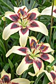 LILIUM ‘PATRICIA’S PRIDE’