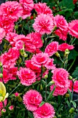 DIANTHUS ‘STARDUST’