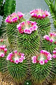 MAMMILARIA SPINOSSIMA