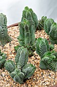 CRASSULA X ‘BUDDADHAS TEMPLE’