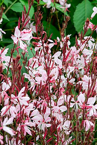 GAURA_ROSY_SHIMMERS