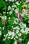 THALICTRUM TUBEROSUM