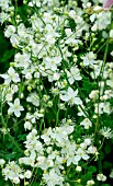 THALICTRUM TUBEROSUM