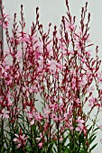GAURA ‘ROSY SHIMMERS’