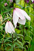 LILIUM MACKLINIAE