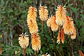 KNIPHOFIA TAWNY KING