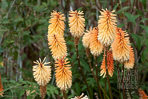 KNIPHOFIA_TAWNY_KING