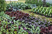 VEGETABLE GARDEN