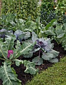 VEGETABLE GARDEN