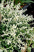 EUONYMUS FORTUNEI ‘HARLEQUIN’