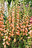 DIGITALIS ILLUMINATION ‘CHELSEA GOLD’