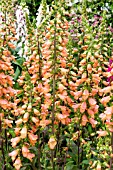 DIGITALIS ILLUMINATION ‘CHELSEA GOLD’