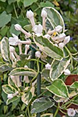 STEPHANOTIS FLORIBUNDA ‘VARIEGATA’